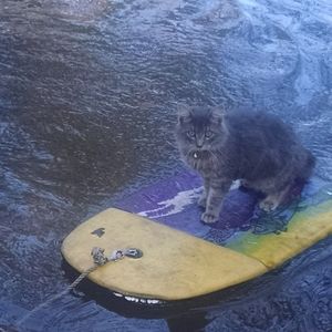 Meet your Posher, Nathan